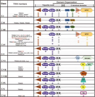 Emerging Roles of Tripartite Motif-Containing Family Proteins (TRIMs) in Eliminating Misfolded Proteins